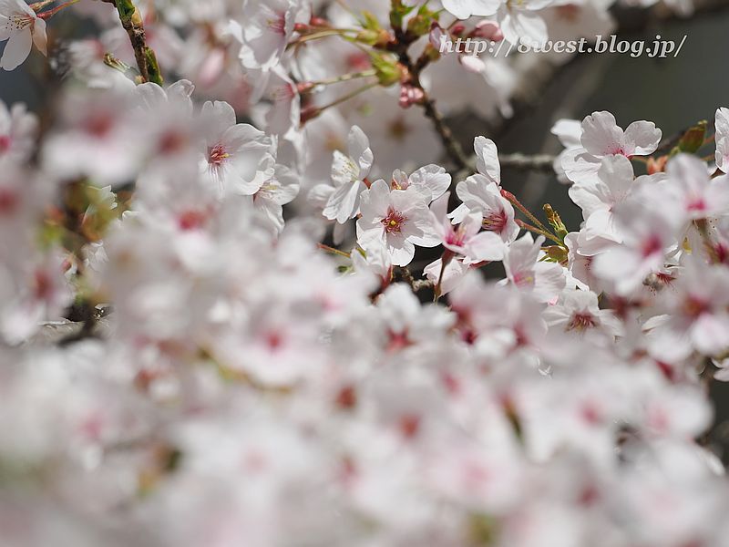 桜2