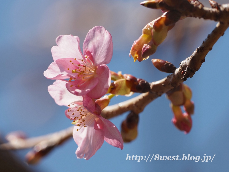 河津桜3