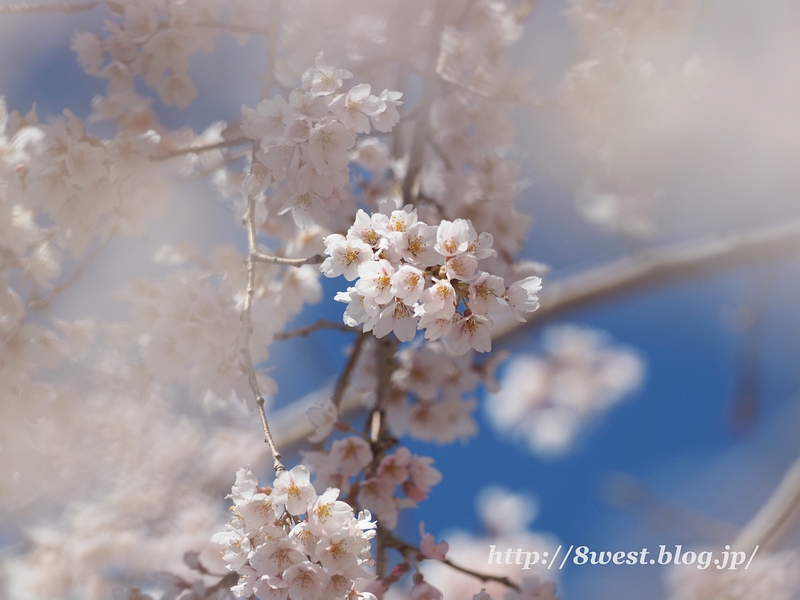 葛窪枝垂桜06