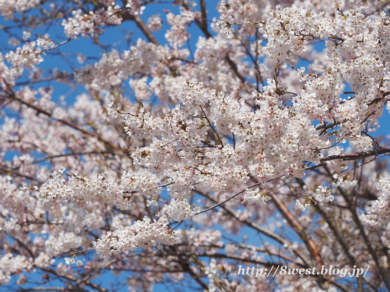 葛窪桜03