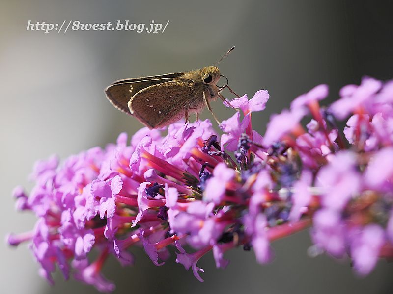 チャバネセセリ