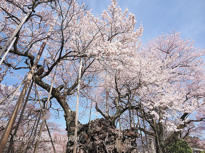 神代桜20