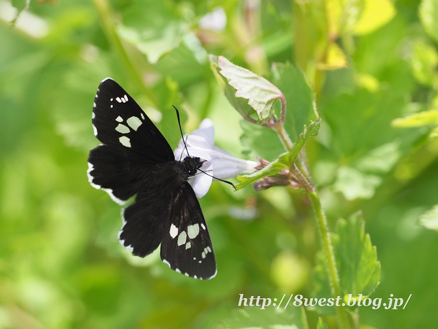 ダイミョウセセリ03