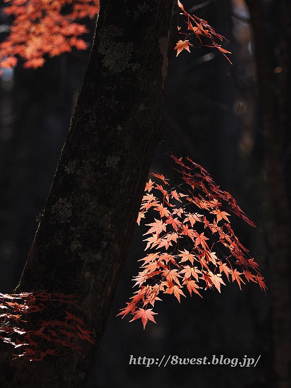モミジ4