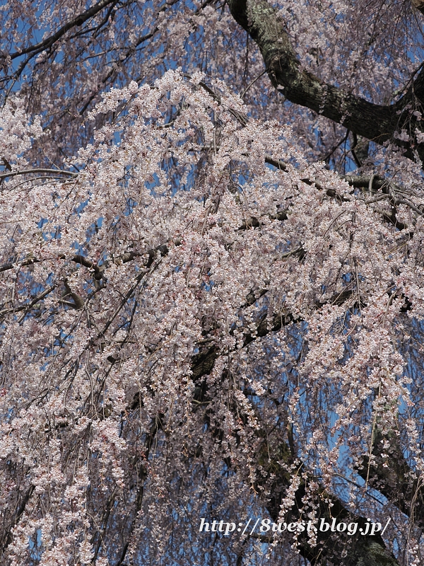 祖霊桜11