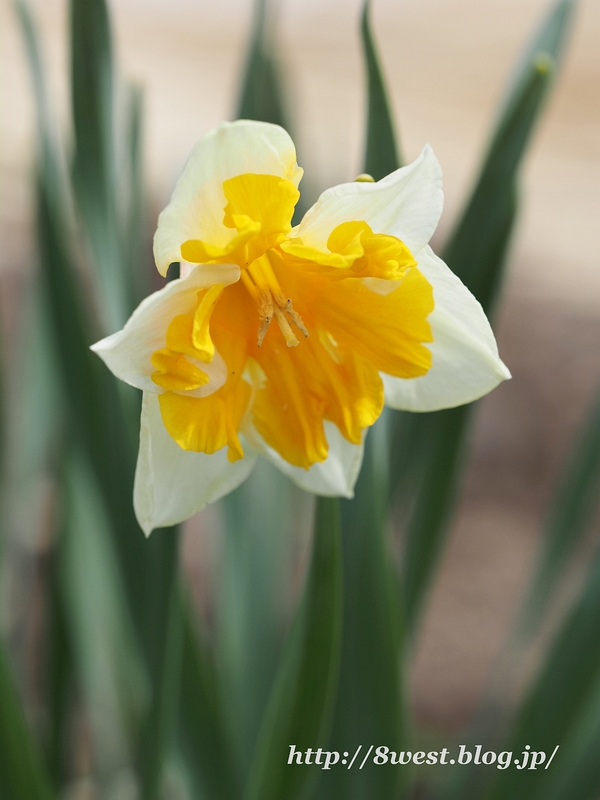 水仙7