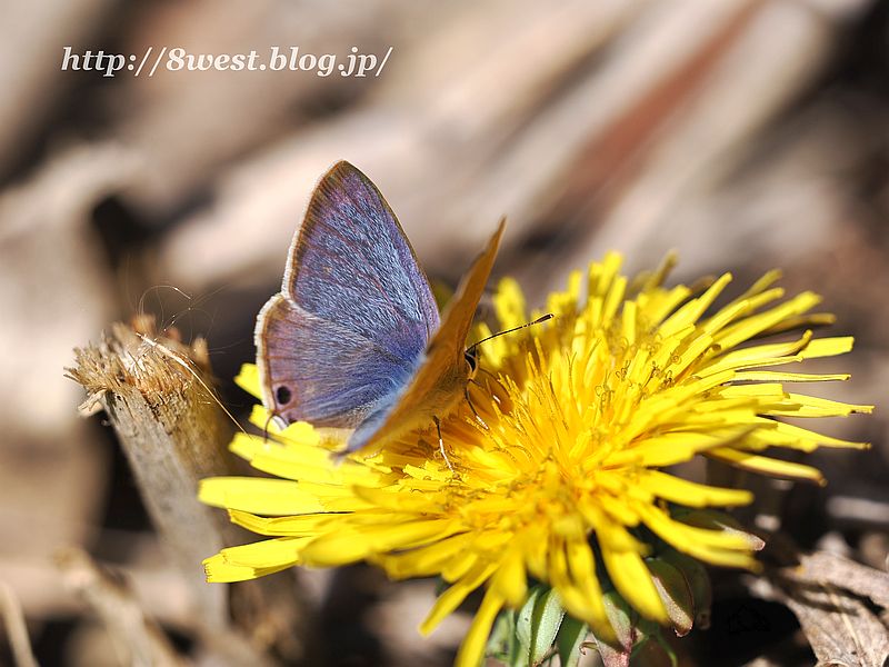 ウラナミシジミ