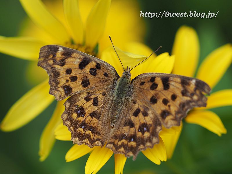 キタテハ4