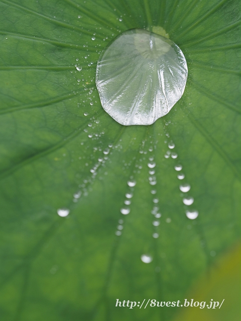 雨滴