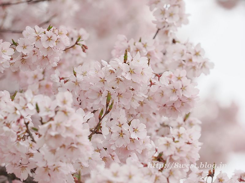 高遠小彼岸桜28