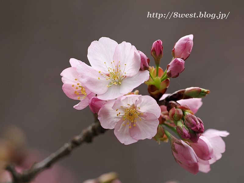 桜04