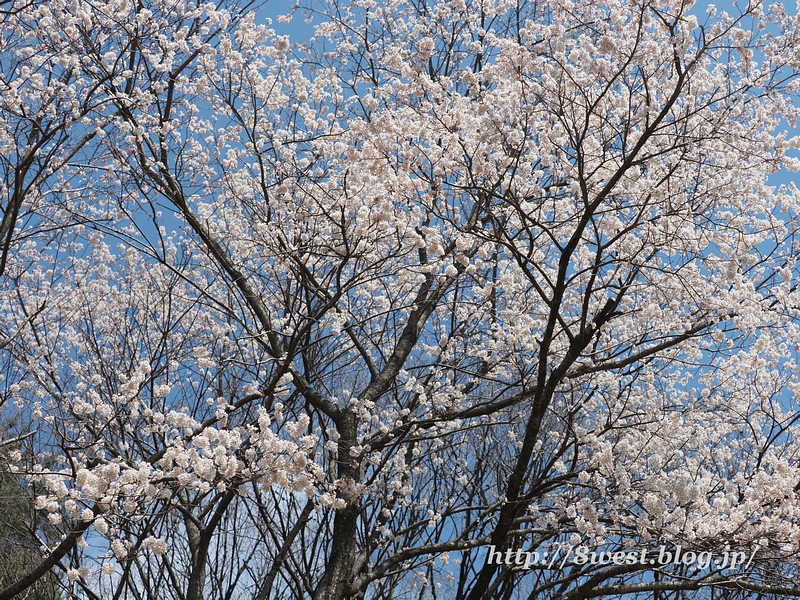 野桜04