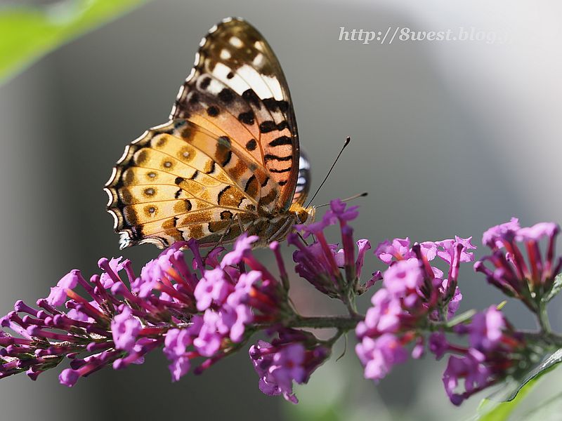 ツマグロヒョウモン2