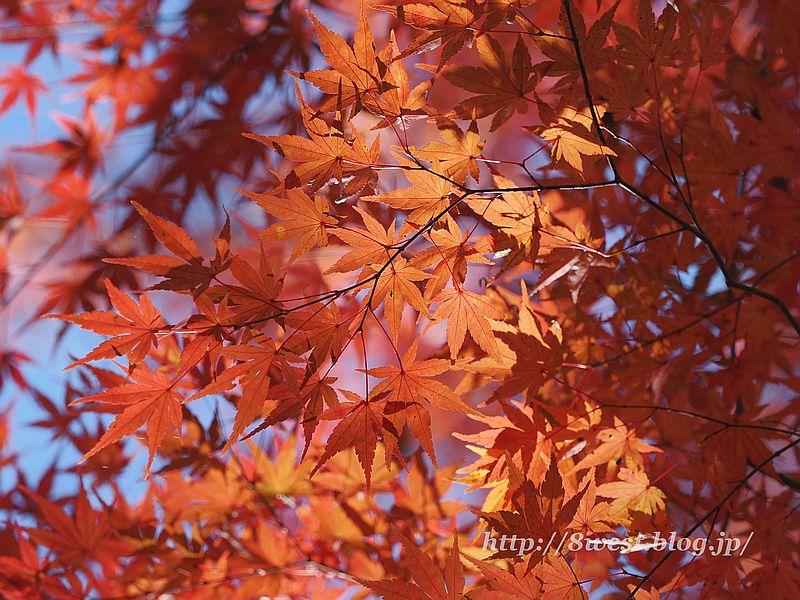 モミジ3