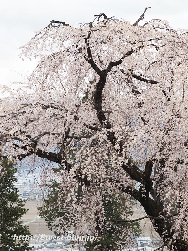 枝垂桜01