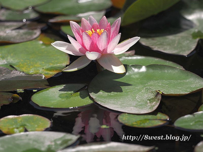睡蓮19