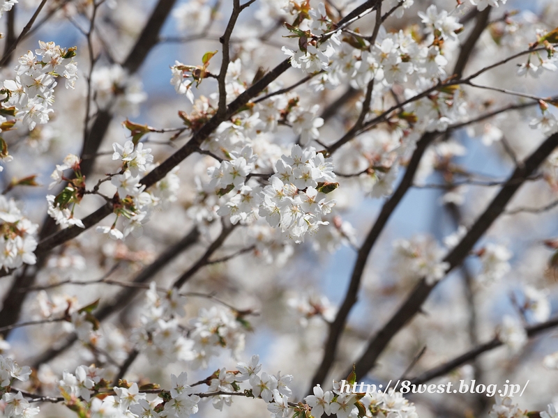 霞桜1