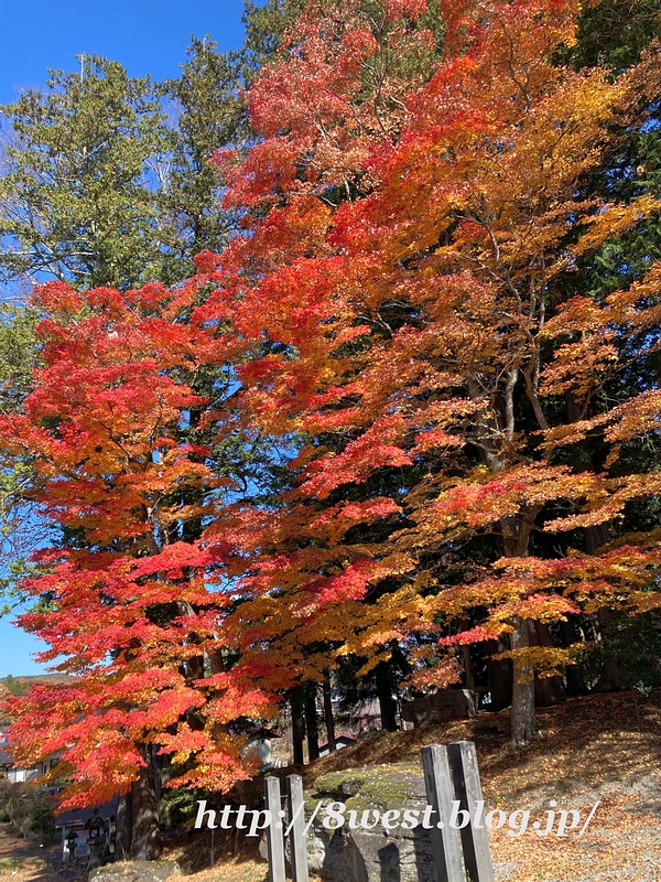 神社の紅葉