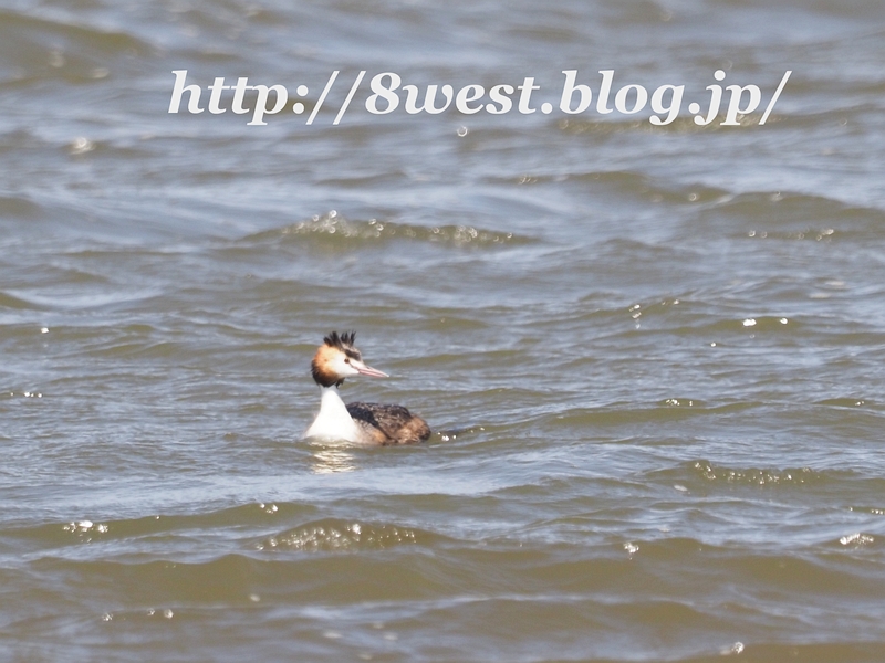 カンムリカイツブリ