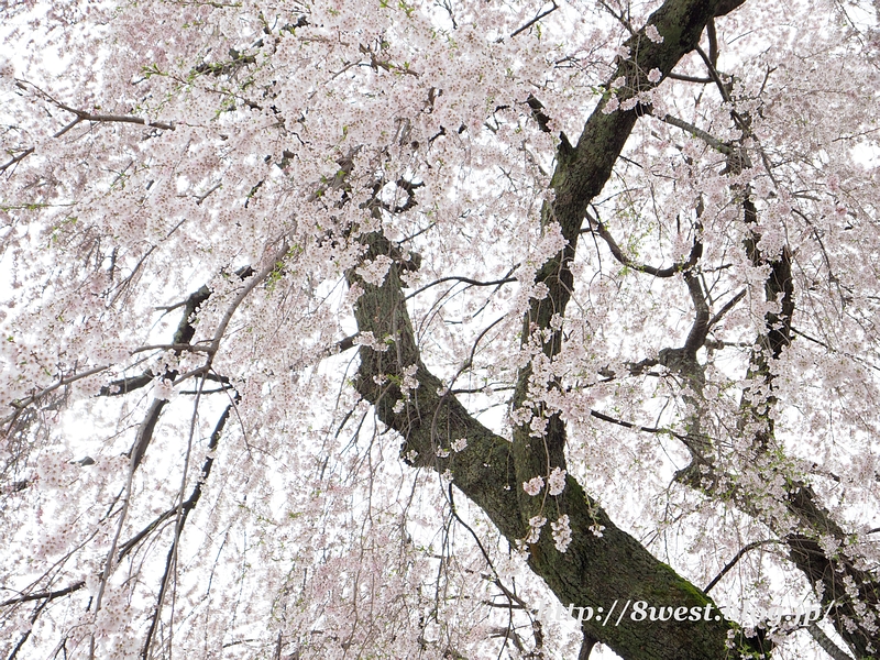 祖霊桜19