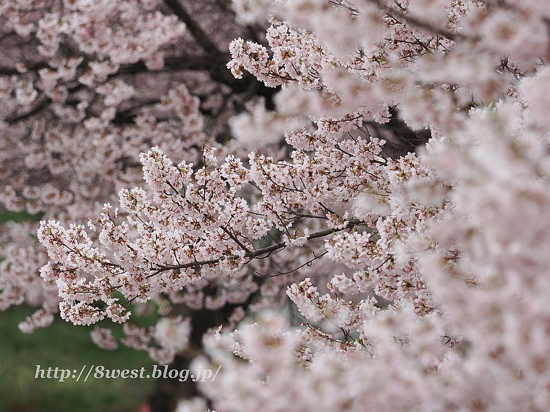 高遠小彼岸桜46