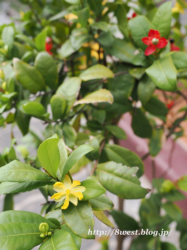 チャンクオック寺13