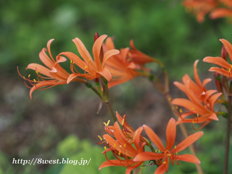 キツネノカミソリ01