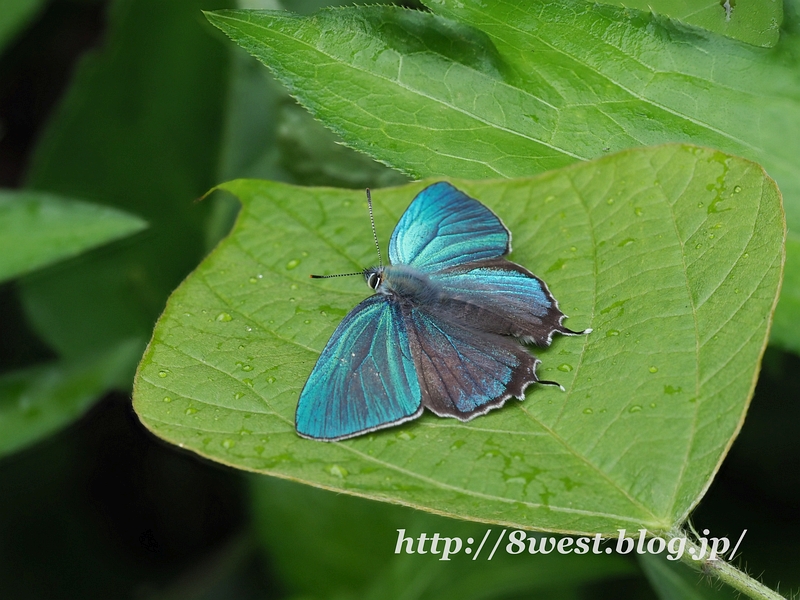 ジョウザンミドリシジミ28深度