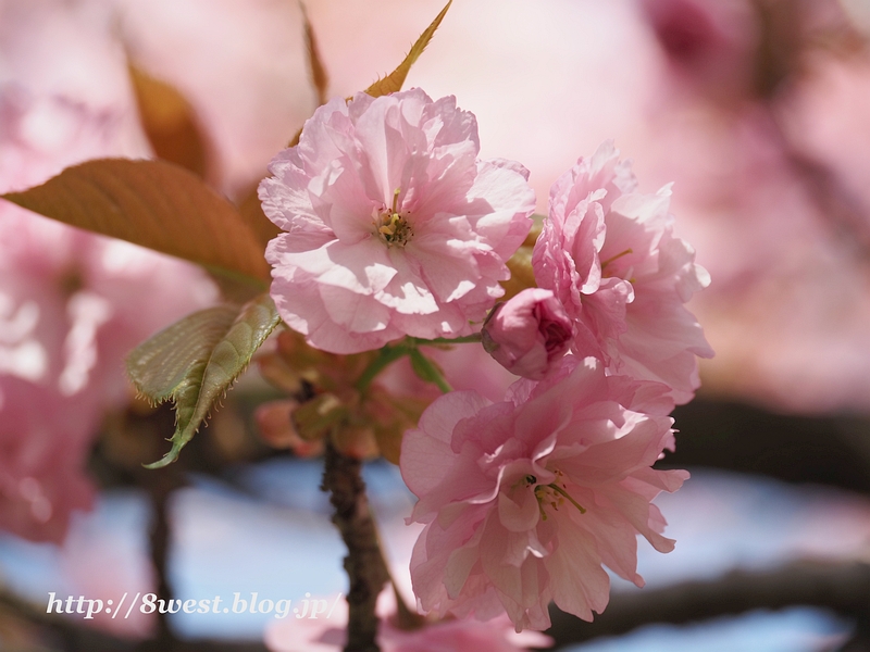 八重桜09