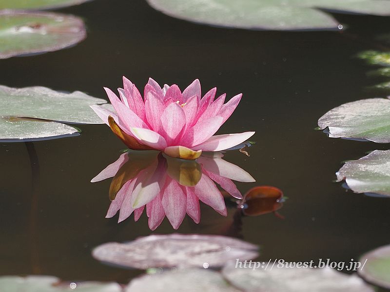 睡蓮18