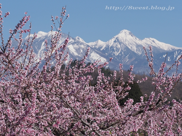 桃と八ヶ岳08