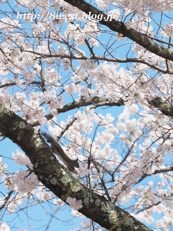 桜と栗鼠