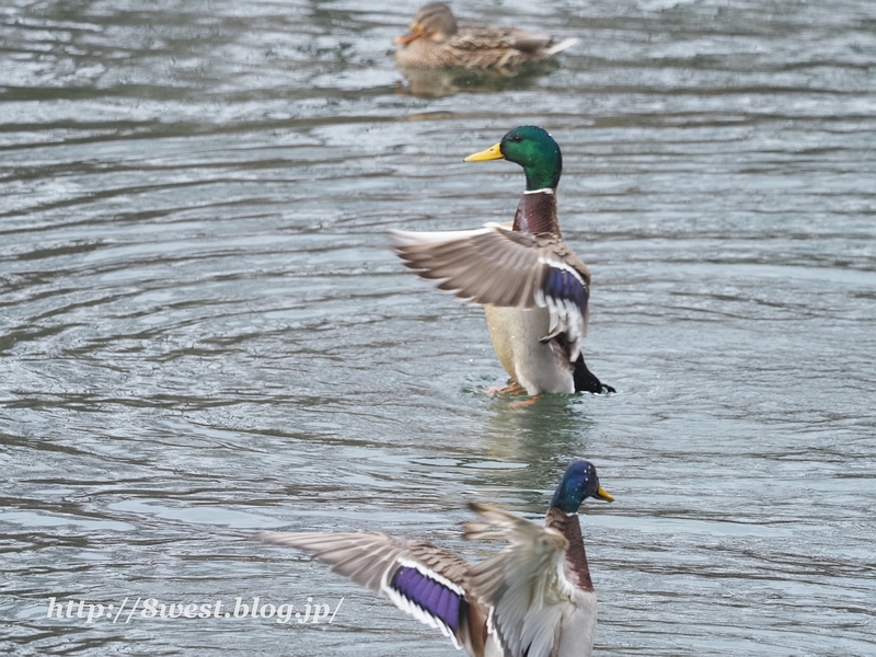 マガモ2