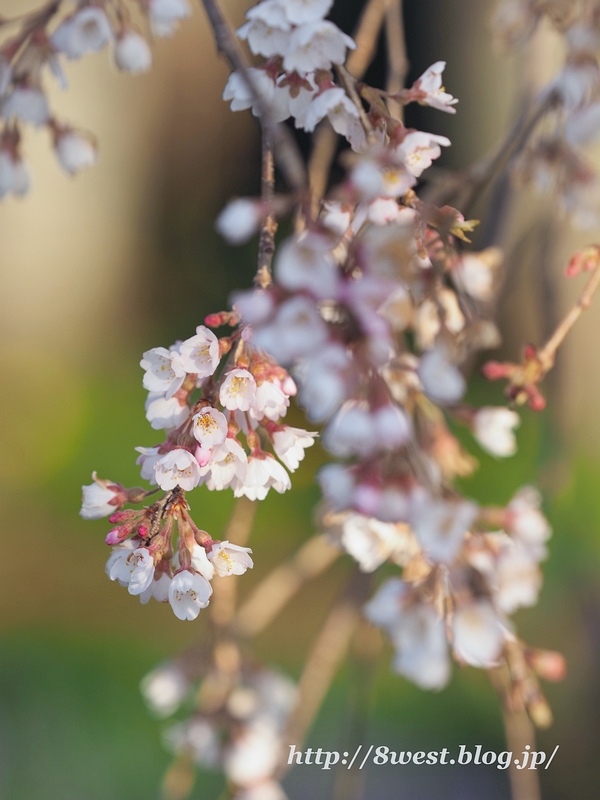 祖霊桜8