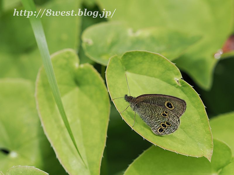 ヒメウラナミジャノメ1