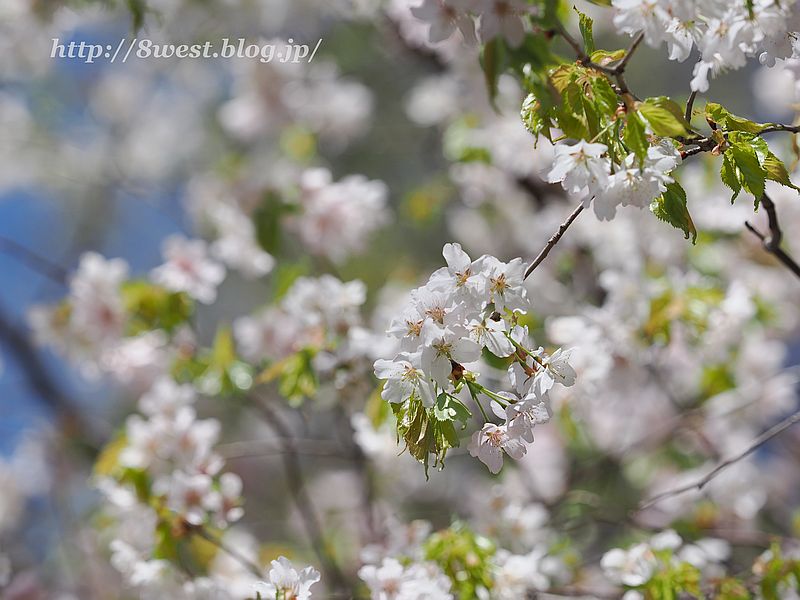 霞桜4