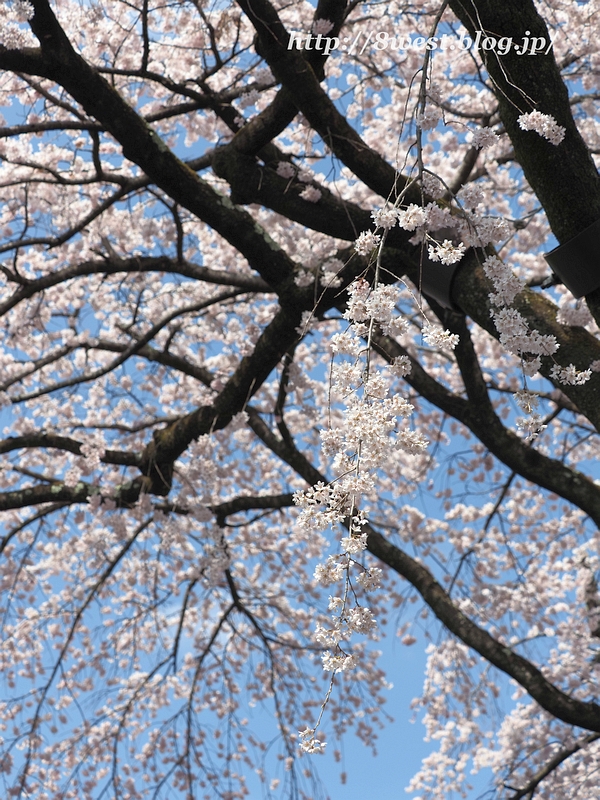 阿弥陀寺20