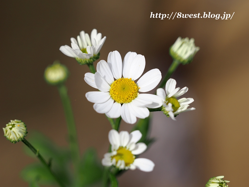 フィーバーフュー