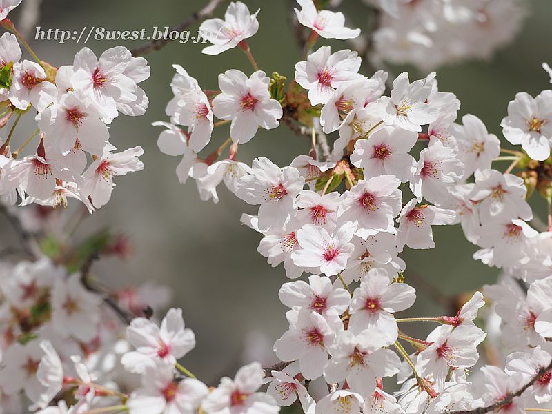 桜1