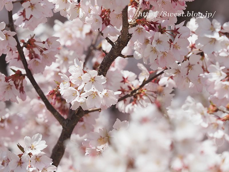 桜15