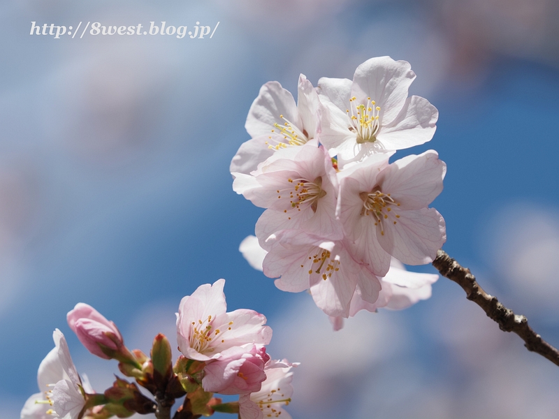 富士見の桜06