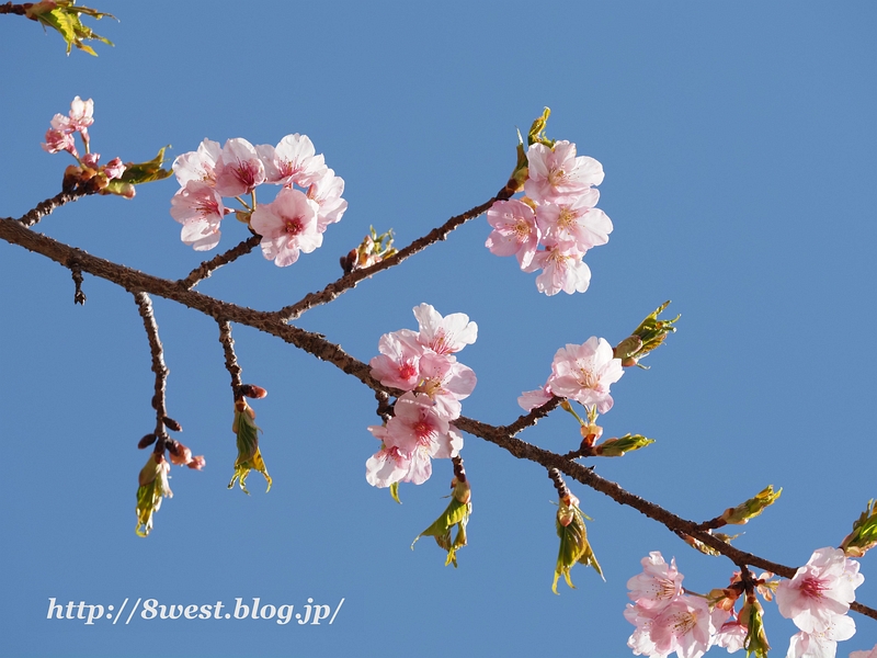 河津桜1