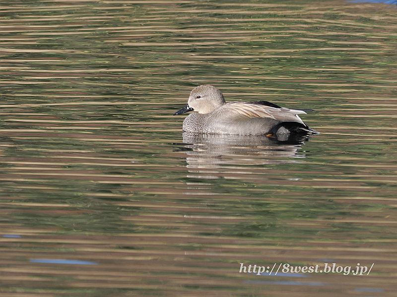 オカヨシガモ4