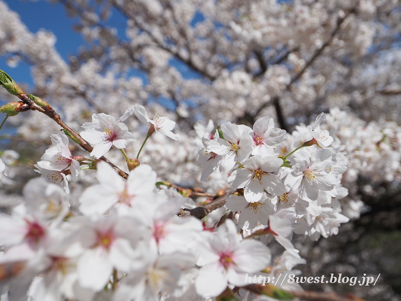 里山公園13