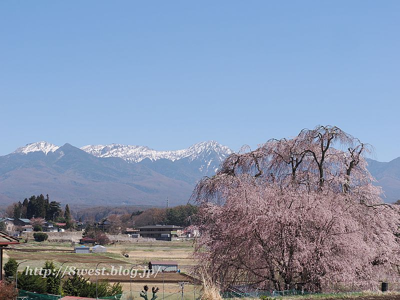 八ヶ岳と桜