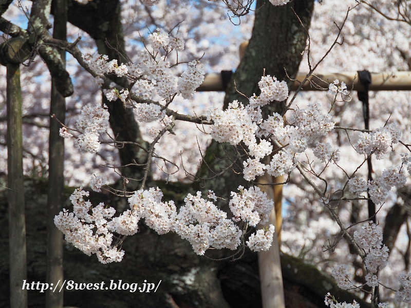 神代桜34
