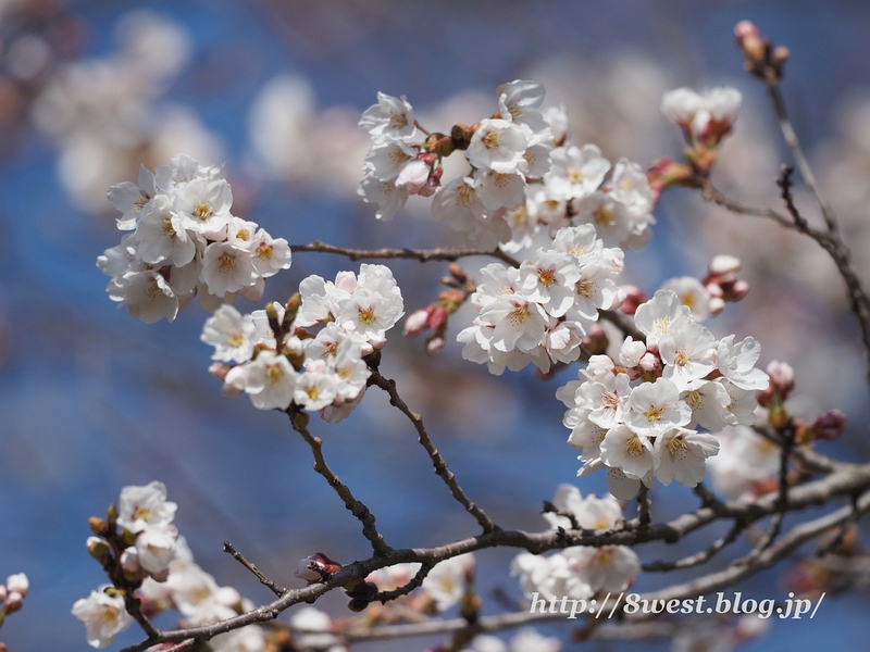 桜10