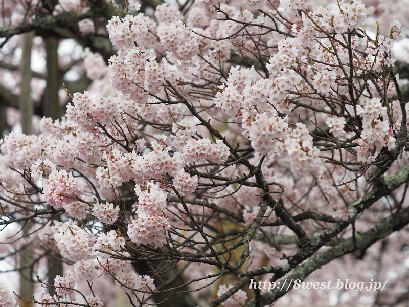 神代桜37