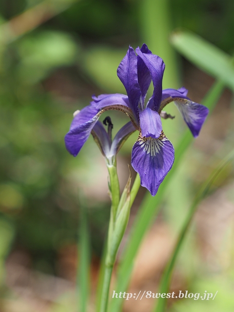 アヤメ