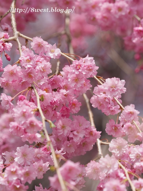 井戸尻桜07
